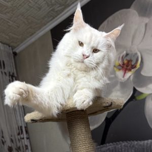 Neyron Nordirbiscat 3